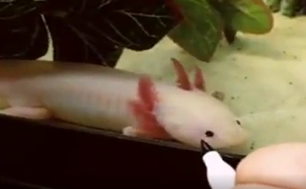 بامزه ترین روش نقاشی کشیدن