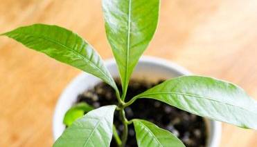 چطور دانه انبه را در گلدان بکاریم؟