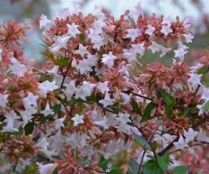 روش پرورش گیاه زیبای آبلیا در خانه