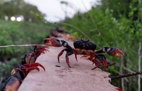 مهاجرت پر مخاطره خرچنگ‌ها