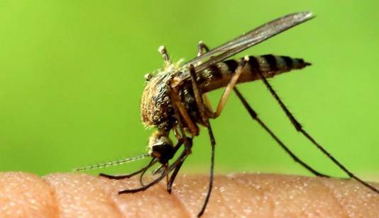 یک جهش خطرناک در ویروس زیکا شناسایی شد