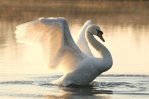 لحظه جالب فرود آمدن یک قو روی دریاچه