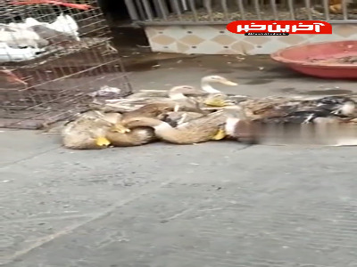 صدای خنده ای عجیب از یک اردک!