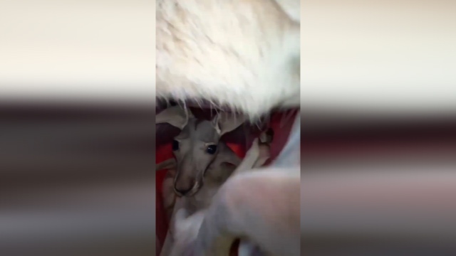 کیسه کانگورو از نمایی نزدیک