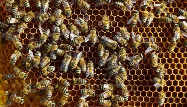 بومی‌سازی دستگاه تلقیح ملکه زنبورعسل با قابلیت کنترل باروری