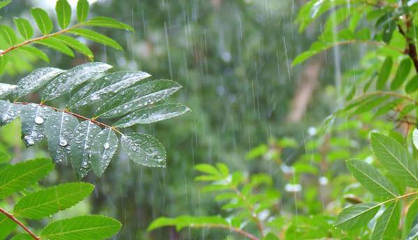 باران، چگونه سیستم ایمنی گیاهان را فعال می کند؟