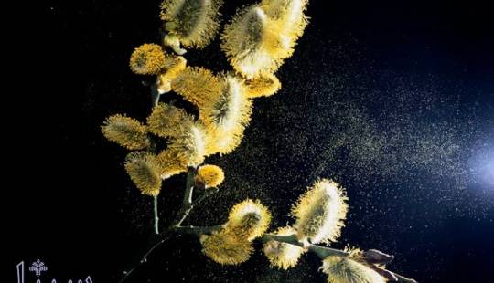 تاثیرات عجیب گرمایش کره زمین؛ فصل آلرژی طولانی تر و شدیدتر