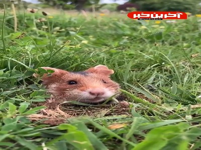 کلیپی زیبا از یک همستر وحشی