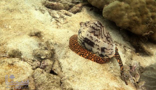 ساخت داروی مسکن بدون عارضه و اعتیاد!