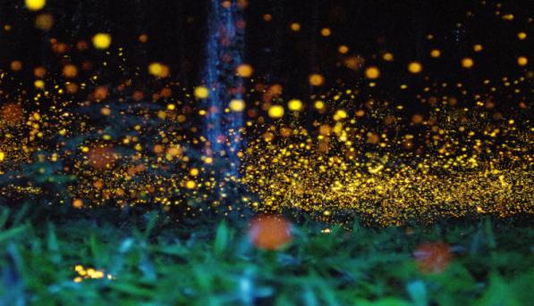 نور شهرها بر چرخه زندگی حشرات تاثیرات مخربی دارد