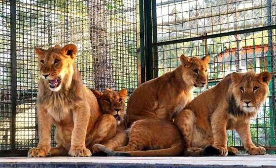 ۶۰۰ حیوان در بزرگترین باغ وحش کشور