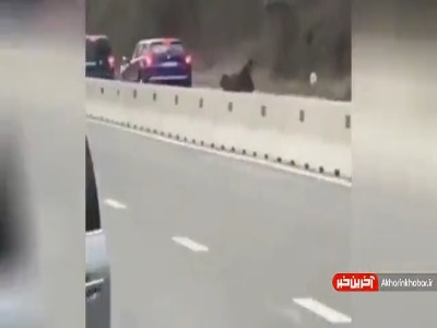 تصادف با خرسی که از بزرگراه عبور می‌کرد