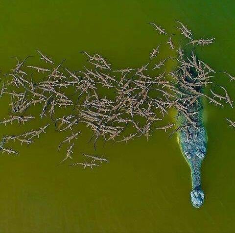 نمایی دیدنی از تمساح پوزه بلند آفریقایی