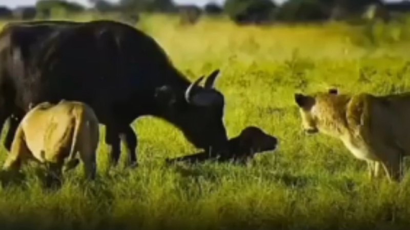 صحنه ای تلخ در حیات وحش؛ شکار گوساله و مادرش توسط سه شیر درنده!