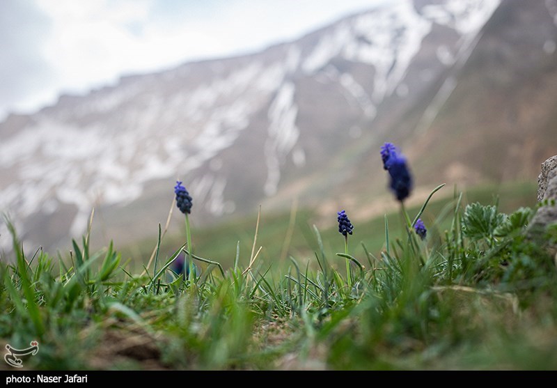 عکس/ طبیعت زیبای دشت آزو 