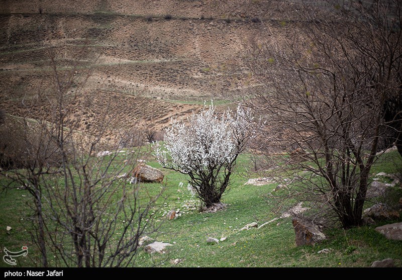 عکس/ طبیعت زیبای دشت آزو 