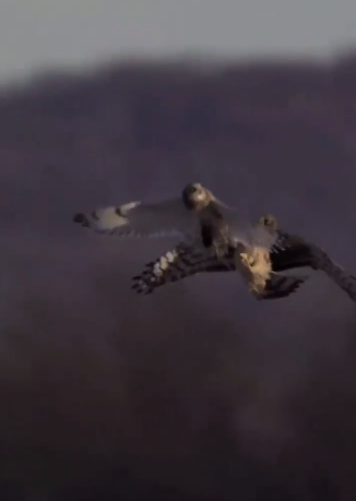 ربودن شکار جغد گوش کوتاه توسط پرنده ای شکاری در آسمان!