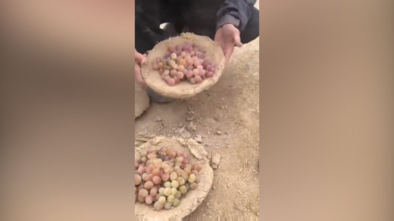 روشی متفاوت برای تازه نگه داشتن انگور در افغانستان