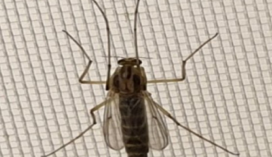 این پشه، مخزن آفت کش های کشاورزی شده است!