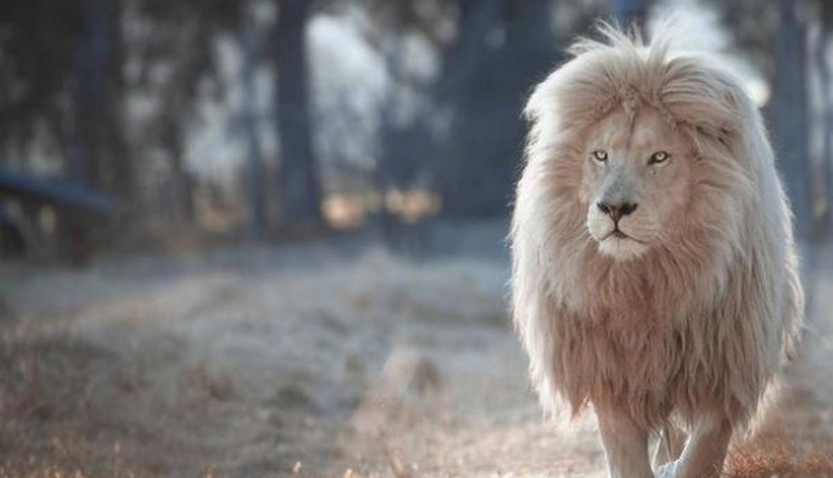 کشف شیر نری که غیرقانونی در یک باغ نگهداری می‌شد