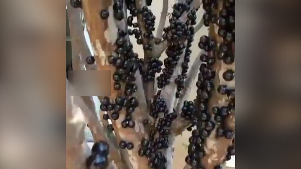 رویش میوه، این بار از تنه درخت