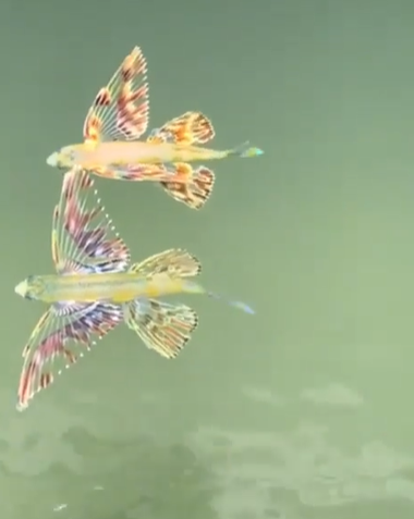 بچه ماهی های پرنده