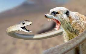 کلیپی جذاب از شکار مار توسط خدنگ