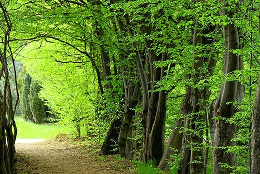 گُم‌شدنِ دختر جوان در جنگل‌های عباس‌آباد