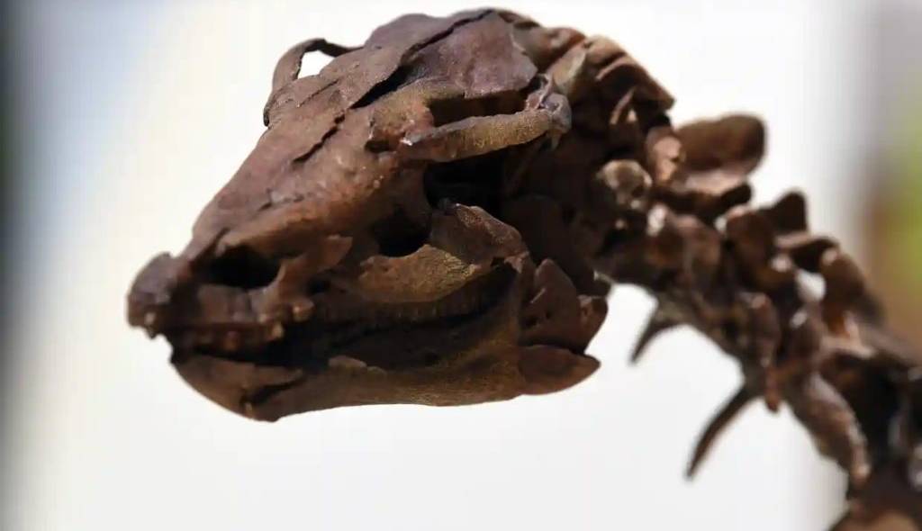 گوناگون/ کشف فسیل دایناسوری که در روز برخورد سیارک با زمین کشته شد