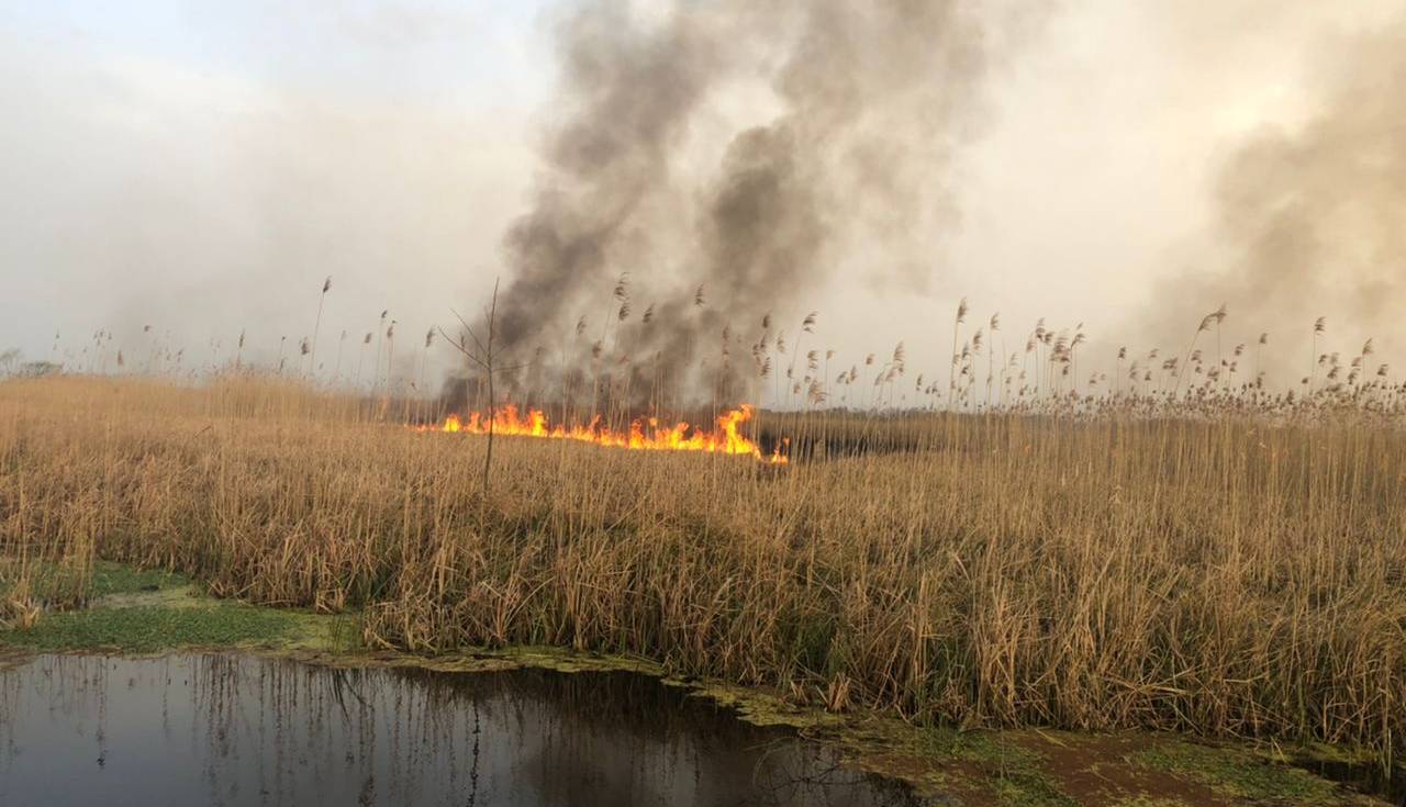 سهل‌انگاری یک کشاورز چهار هکتار از تالاب انزلی را به آتش کشید