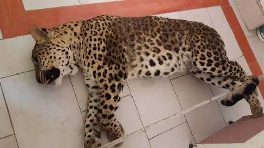 سرنوشت تلخ پلنگ قائم شهر؛ «عملیات زنده‌گیری خنده‌دار بود»