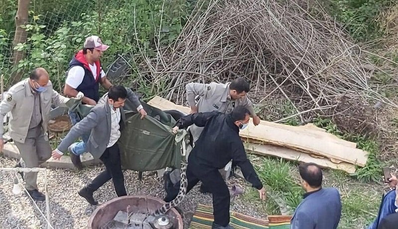 انتقاد اسماعیل کهرم از نحوه برخورد و مرگ پلنگ در قائم شهر