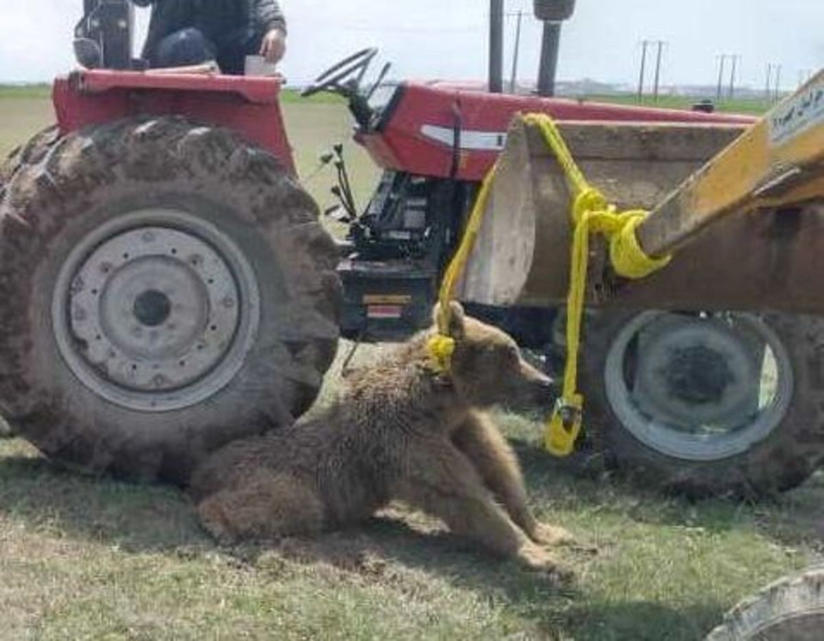 مرگ خرس قهوه‌ای بر اثر ضرب و جرح در یکی از روستاهای نمین