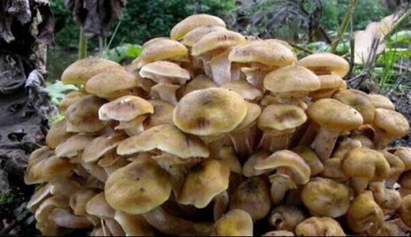 افزایش مسمومیت با قارچ های سمی در فصل بهار  