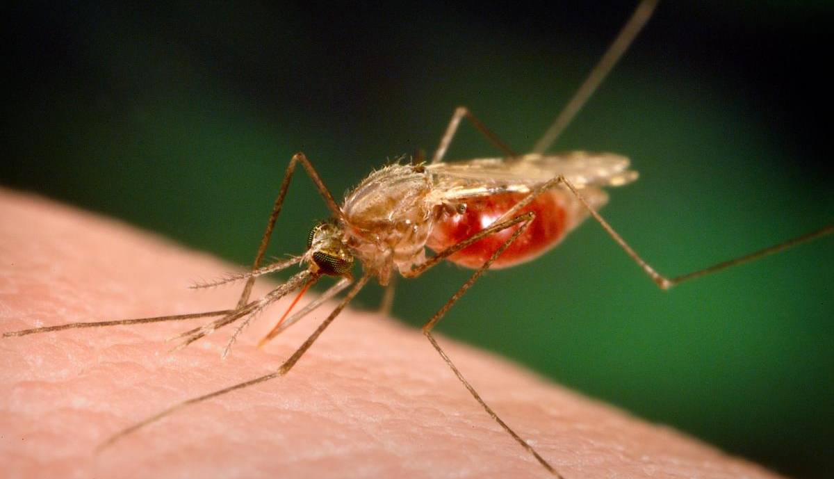 ایران واجد شرایط دریافت گواهی وضعیت عاری از مالاریاست