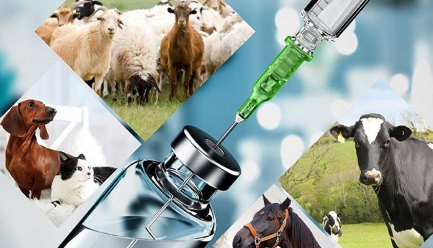 ایران به ۹ کشور داروی دام صادر می‌کند