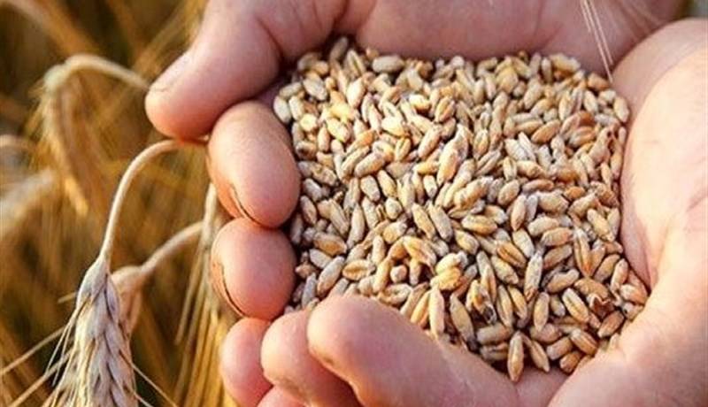توزیع ۲۰۳ هزار تن از بذور اصلاح شده در ۲۸ استان کشور