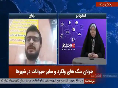 کارشناس محیط زیست: ازدیاد سگ های ولگرد برگرفته از فرهنگ غربی است