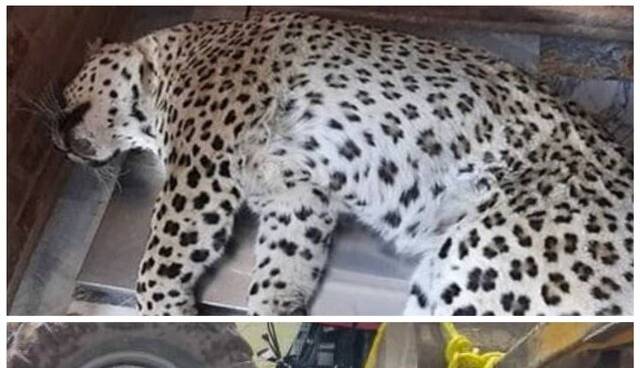 روایت مدیران کل محیط زیست درباره مرگ پلنگ ایرانی و خرس‌ قهوه‌ای