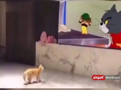 وحشت عجیب گربه از تماشای کارتون تام و جری!