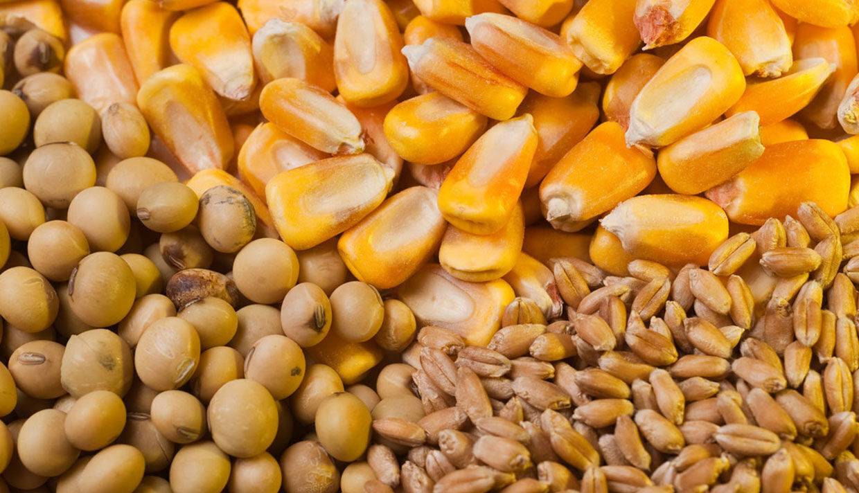 تخصیص 3000 میلیارد تومان ارز به نهاده‌های دامی