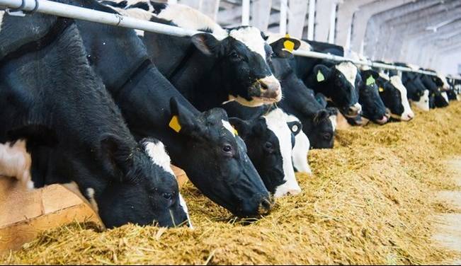 اصلاح نژاد دام‌ها توسط یک شرکت دانش‌بنیان