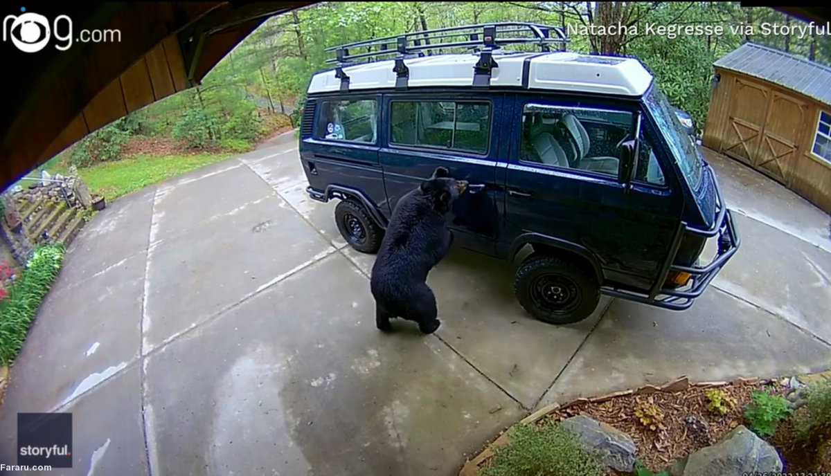 ورود بامزه خرس با توله‌اش داخل یک خودرو