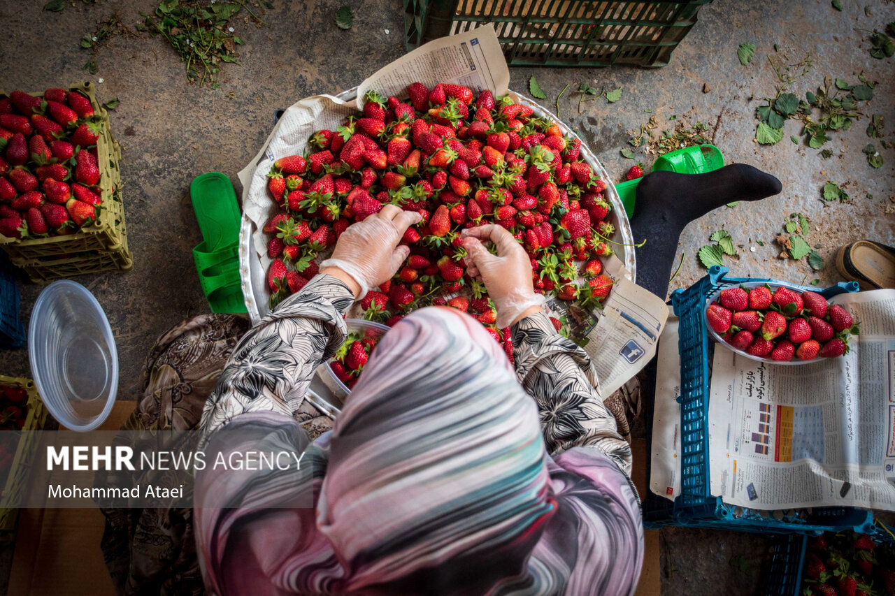 عکس/ آغاز برداشت توت فرنگی در گلستان
