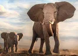 به گوش های فیل دقت کنید