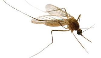 چرا پشه ها بعضی افراد را بیشتر نیش می زنند؟ چرا پشه ها بعضی افراد را بیشتر نیش می زنند؟