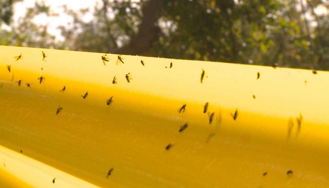 تولید چسب جذب حشرات در گلستان