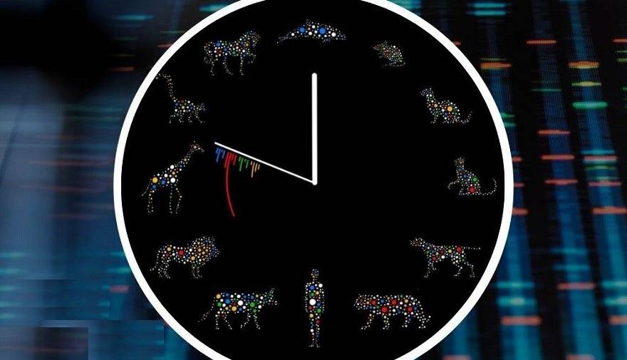 حیوانات در نتیجه تجمع جهش‌ در DNA پیر می‌شوند