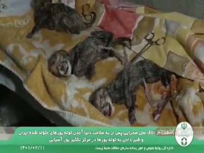 لحظاتی از اتاق عمل صحرایی و شیردادن به توله‌ یوزهای ایرانی