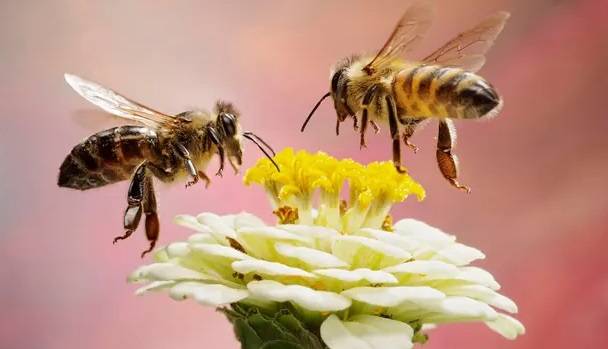 مغز مینیاتوری زنبور عسل می‌تواند اعداد زوج و فرد را تشخیص دهد